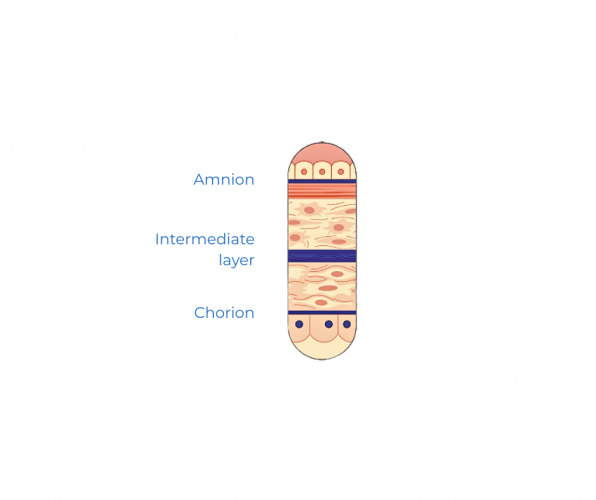 amchoplast amnion-intermed-chorion-bandaid